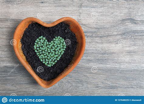 Heart Shape Of Home Grown Young Green Vegetable Seedling Sow And Grow