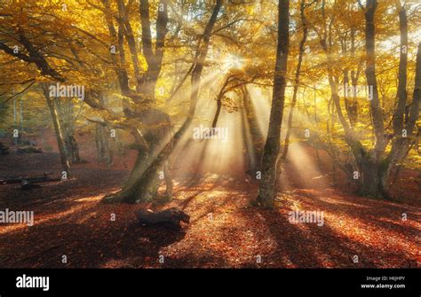 Autumn Forest In Fog With Sun Rays Magical Old Trees At Sunrise Colorful Landscape With Foggy