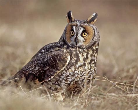 Pin By Daniel Durand On Owls Minnesota Birds Owl Long Eared Owl