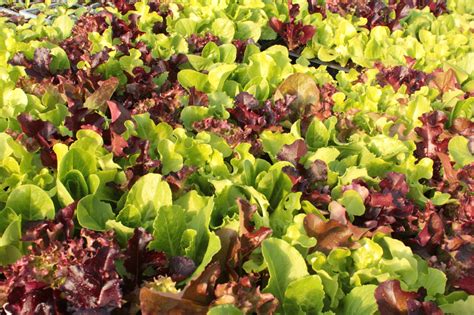 Buy Lettuce Mixed Growers Organics