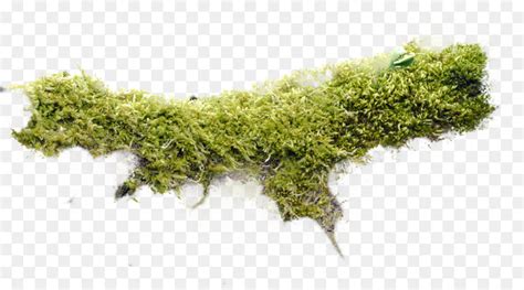Free Free Moss Cliparts Download Free Free Moss Cliparts Png Images