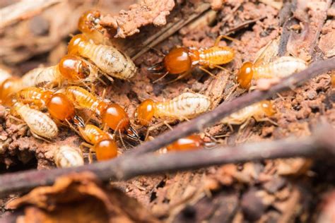 How To Identify Drywood Termite Droppings And 6 Other Ways To Find