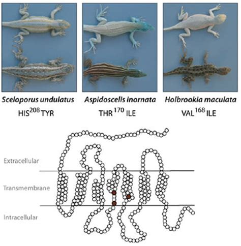 Three Desert Lizards Evolve White Skins Through Different Mutations To