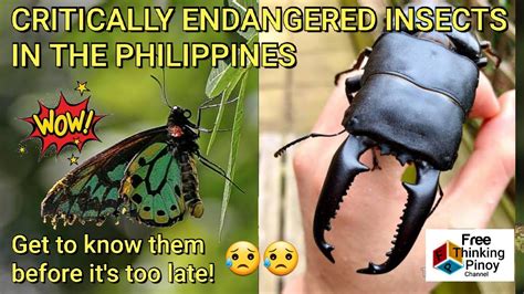 Top 10 Rare And Endangered Insects In The Philippines Youtube