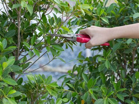How To Prune Plants Shrubs And Trees Saga