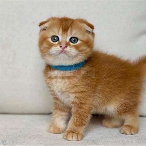 Cute Scottish Fold Kittens For Adoption Goliveae Uae Classifieds