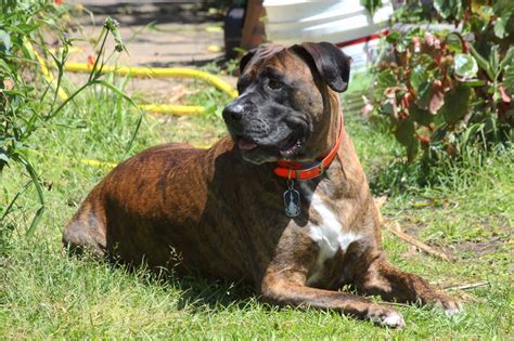 Boxmas Boxer And Mastiff Mix Info Pictures Facts Faqs And More