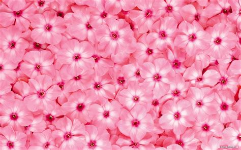 Free Download Flower Wallpaper Beautiful Flower Wallpaper 1920x1200