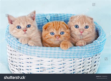 Cute Kittens Sitting In A Basket Stock Photo 172680929 Shutterstock