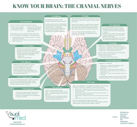 a guide to the cranial nerves stepwards images and photos finder