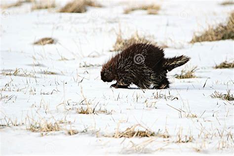 Winter Porcupine Stock Photo Image Of Wildlife White 51033322