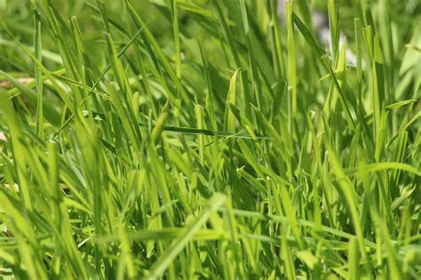 Photo Green Grass Background Free Stock Photo Public Domain Pictures