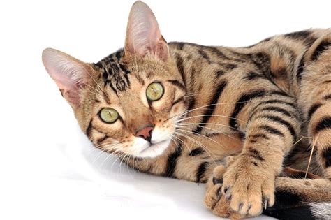 It originates from the asian leopard cat (alc) who resides in south and east asia. 10 Fascinating Facts About Bengal Cats | The Dog People by ...