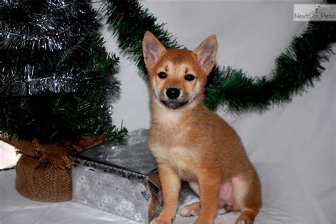 Shiba Inu Puppy For Sale Near Charlotte North Carolina