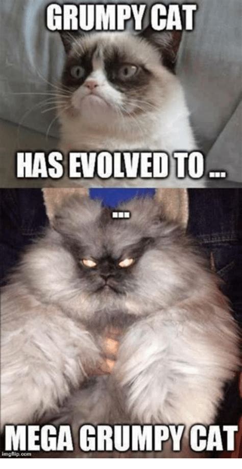 25 Best Memes About Grumpy Cats Grumpy Cats Memes