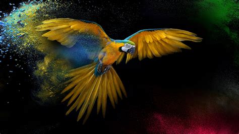 Macaw Wallpaper 4k Wings Feathers Colorful Splash