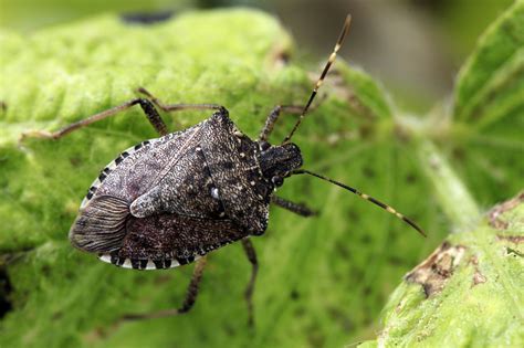 Stink Bugs In Ohio Look For A Way Inside Before Winter Hits The Blade