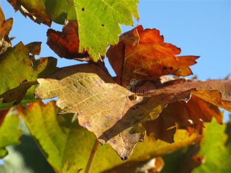 Vine Leaves In Autumn Stock Photo Image Of Outdoor Macro 27297542