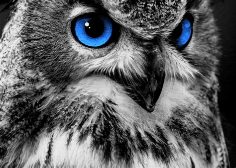 Owl Lover Blue Eyes Metal Poster Michael Hoffmann Displate
