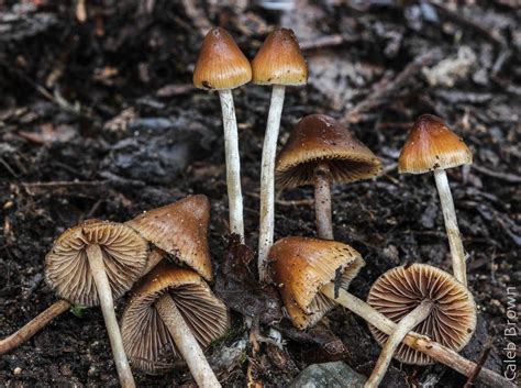 Mushroom Observer Species List Active Psilocybin Fungi Of