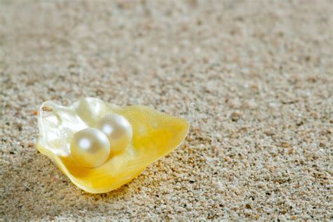 Caribbean Pearl On Shell White Sand Beach Tropical Stock Photo Image