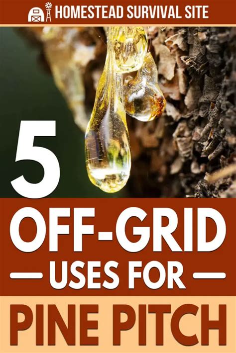 5 off grid uses for pine pitch theworldofsurvival
