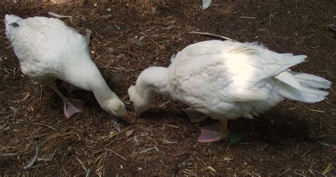 my roman tufted goose flock backyard chickens learn how to raise chickens