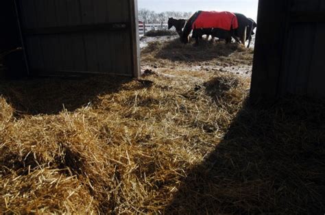 A Few Of The Neglected Horses Eat Hay Outside Last Week As A Barn At