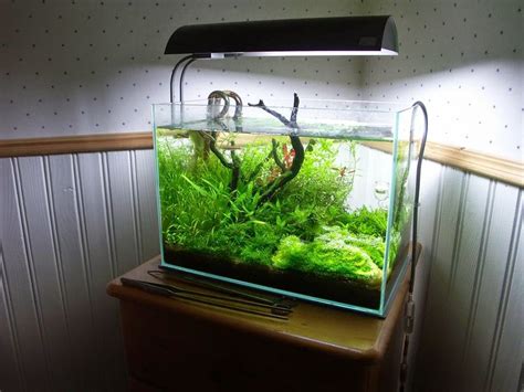 Inilah 10 Ide Kreasi Untuk Membuat Mini Aquascape | Ikan ...