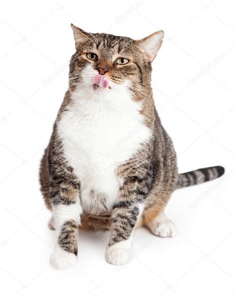 Overweight Cat Licking Lips — Stock Photo © Adogslifephoto 81914994