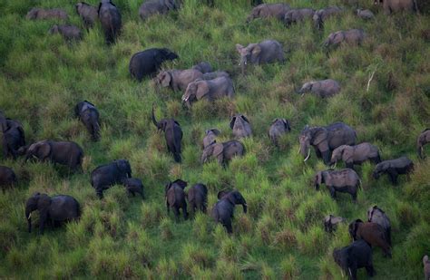 Africas Elephants Are Being Slaughtered In Poaching Frenzy The New