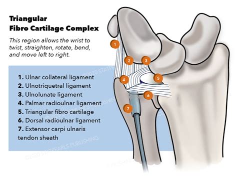 Figure Triangular Fibro Cartilage Complex Contributed By Katherine Humphreys Statpearls