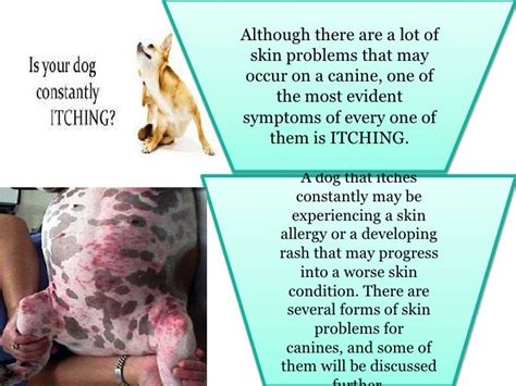Common Dog Skin Problems And Their Causes