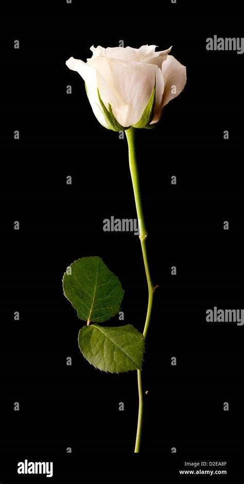 Single White Rose On A Black Background Stock Photo Alamy