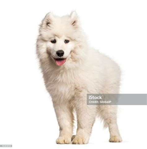 Samoyed Puppy Standing Against White Background Stock Photo Download
