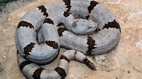 Banded Rock Rattlesnake One Of The Smallest Rattlesnakes In Texas