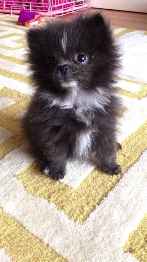 900 Pomeranian Crazy Ideas Pomeranian Pomeranian Puppy Puppies