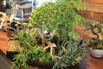Ficus, or fig trees, are one of the commonest tropical trees. ficus bonsai in terrarium | In Store - Bonsai Miniature ...