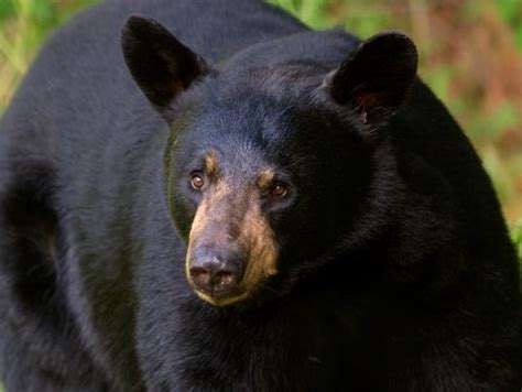 Black Bear Population Booming In Northern Michigan