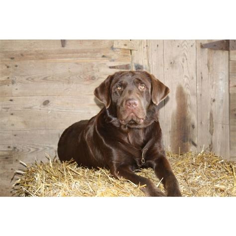 American labs are lanky with a longer muzzle and more agility than their english cousins. Puppies for sale - Labrador Retrievers, Labs, Labradors ...