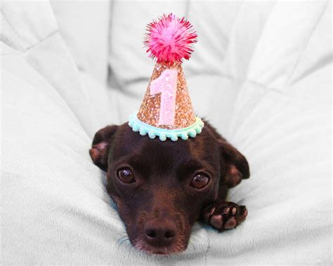 Pet Party Hat Mini Dog Birthday Party Hat Mini Dog Party Etsy
