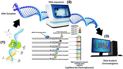 High Throughput Sequencing And Metagenomic Data Analysis Intechopen