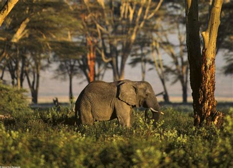 Jungle Animal Photos Image Search Results African Elephant