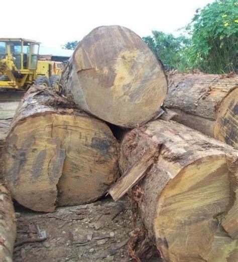 Round Teak Wood Logs Buy Hardwood Timber Wood Logs For Saleafrican Hardwood Timberround
