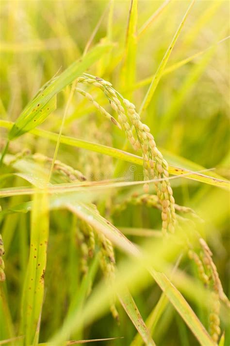Golden Paddy Rice Farm Stock Photo Image Of Golden Grain 34845240
