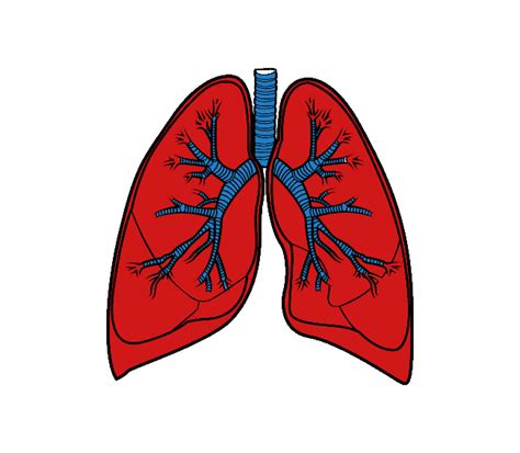 Lungs Png Images Transparent Background Png Play