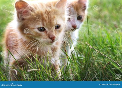 Two Kitten On Green Grass Stock Photo Image Of Playing 44221910