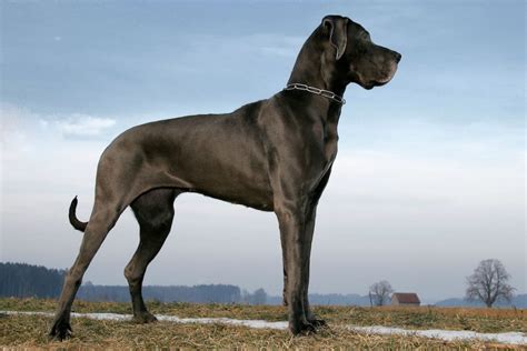 Los 10 Perros Más Grandes Del Mundo