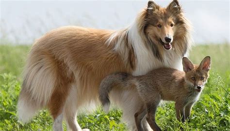 Orphaned Baby Fox Gets Adopted By Dog And Their Photos Are Beautiful