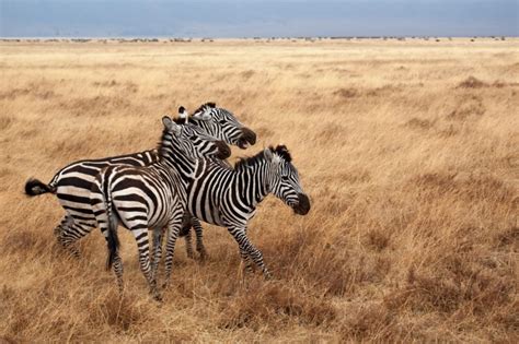 Grevys Zebras In Kenya Is Numbered To The Point Of Extinction